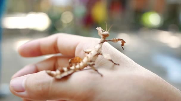 Tipo Saltamontes Marrón Posado Mano Del Turista Zoológico — Vídeos de Stock