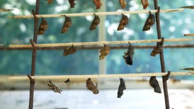 Bahçedeki bambu çubuğunda asılı bir sürü pupa.