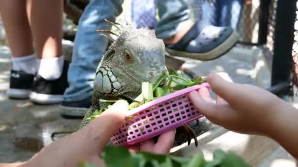 Niños Alimentando Verduras Iguana Con Diversión Zoológico Concepto Aprendizaje Fuera — Vídeos de Stock