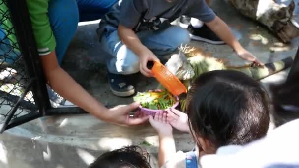 Children Feeding Vegetables Iguana Fun Zoo Concept Learning Classroom Kids — 图库视频影像