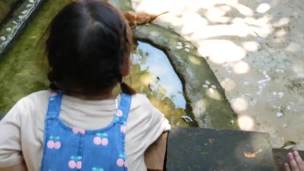 Asian Little Child Girl Watching Trying Catch Turtle Pool Curious — Stock Video