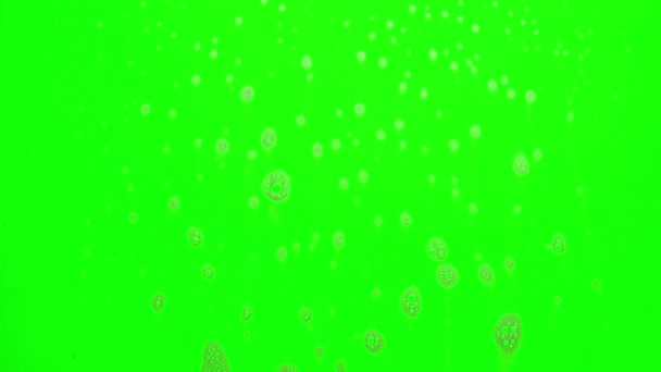 Skum Bubblor Från Tvål Som Flyter Grön Bakgrund — Stockvideo