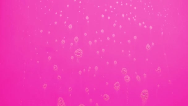 Skum Bubblor Från Tvål Som Flyter Rosa Bakgrund — Stockvideo