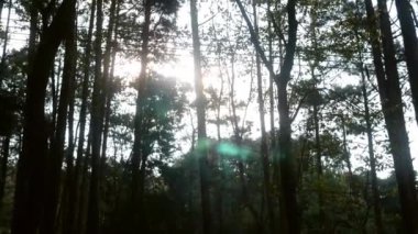 Canlı bir sabahta gün ışığıyla çam ormanı, ağaçların dallarında güneş ışınları oynuyor. Tayland kışında güneş ışığıyla birlikte doğanın manzarası.