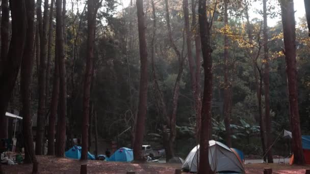 Forêt de pins avec soleil dans une matinée animée, les rayons du soleil jouent dans les branches des arbres. Paysage de la nature avec la lumière du soleil en Thaïlande hiver .