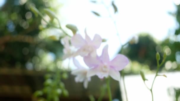 Flor Branca Orquídea Florescendo Primavera Quintal — Vídeo de Stock