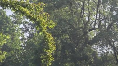 Baharda parlayan güneşli yeşil ağaçların güzel manzarası, doğal arka plan..