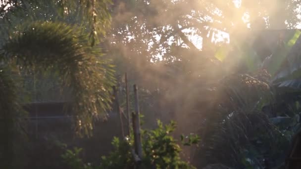 Les Belles Vues Sur Les Arbres Lumière Soleil Levant Dans — Video