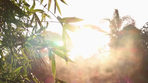 Sabahları Kırsalda Yükselen Ağaçların Güneş Işığının Güzel Manzarası Barış Sükunet — Stok video