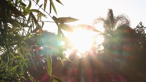 Las Hermosas Vistas Los Árboles Luz Del Sol Saliendo Campo — Vídeos de Stock