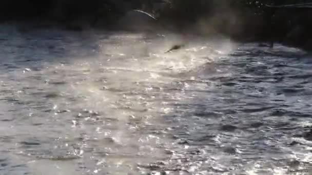 아침에 안개가 해변을 천천히 흐르는 시냇물을 수있다 타이의 지역에 아름다운 — 비디오