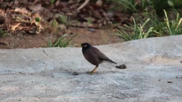コンクリートの床の上を鳥が歩いて食べ物を見つける — ストック動画