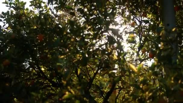 Oranger Avec Des Fruits Dans Jardin Orange Par Une Journée — Video