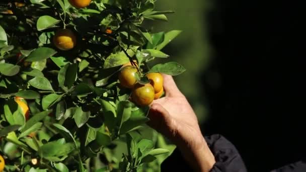Turuncu Bahçede Güneş Işığında Olgun Portakallar Toplayan Asya Kıdemli Çiftçilerin — Stok video