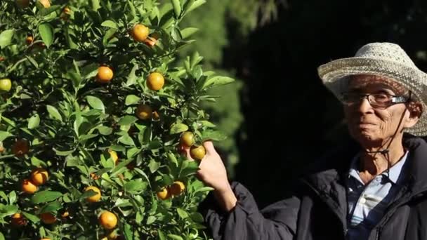 Cerca Mano Los Agricultores Asiáticos Mayores Recogiendo Naranjas Frescas Maduras — Vídeo de stock