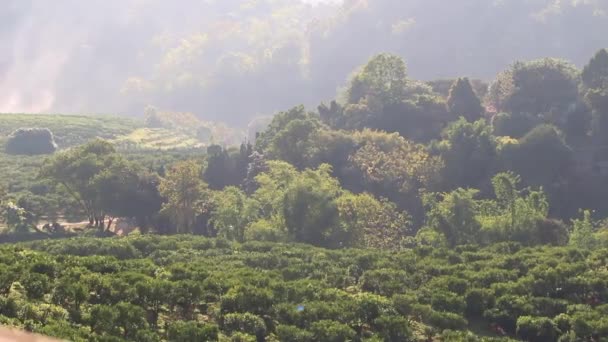 Όμορφη Θέα Των Φρέσκων Πράσινων Δέντρων Ήλιο Λάμπει Την Άνοιξη — Αρχείο Βίντεο