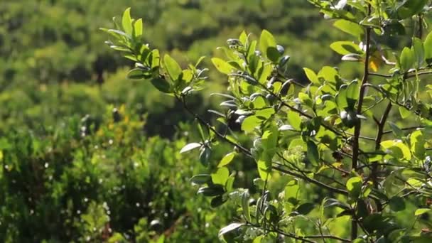 Oranger avec des fruits dans le jardin d'orange par une journée ensoleillée. Fond alimentaire extérieur naturel .