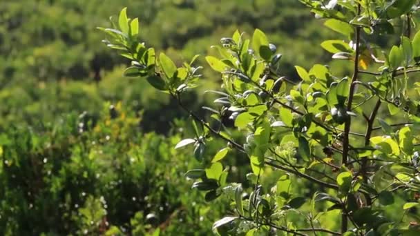 Sinaasappelboom Met Fruit Sinaasappeltuin Een Zonnige Dag Natuurlijke Outdoor Voedsel — Stockvideo