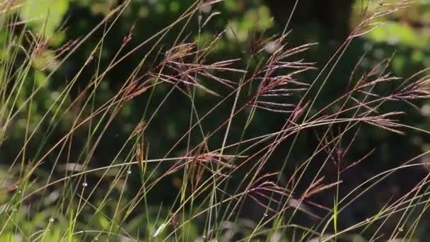 Doğa Koruma Alanı Nda Rüzgârlı Poaceae Otları Hafifçe Esiyor Doğa — Stok video