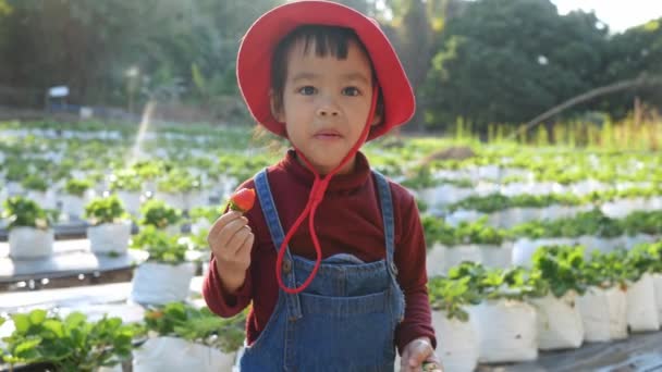 日光の日に有機農場でイチゴを食べることを楽しむ愛らしい子供の女の子 家族と一緒に休日の子供のための屋外活動 — ストック動画