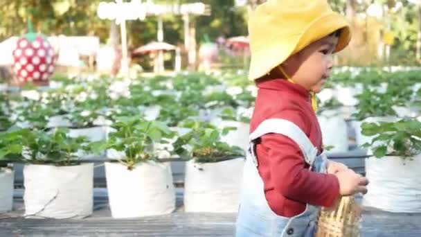 Schattig Klein Meisje Zoek Naar Rijpe Aardbeien Biologische Boerderij Zonnige — Stockvideo