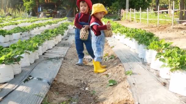 愛らしい女の子の兄弟は 有機イチゴ農場で赤い熟した果実を摘んでいます 家族と一緒に休日の子供のための屋外活動 — ストック動画