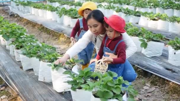 Adorable Child Girls Sibling Mother Picking Red Ripe Berries Organic — Stock Video