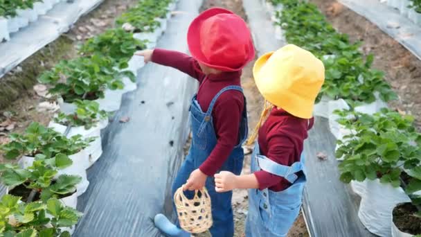 愛らしい女の子の兄弟は 有機イチゴ農場で赤い熟した果実を摘んでいます 家族と一緒に休日の子供のための屋外活動 — ストック動画