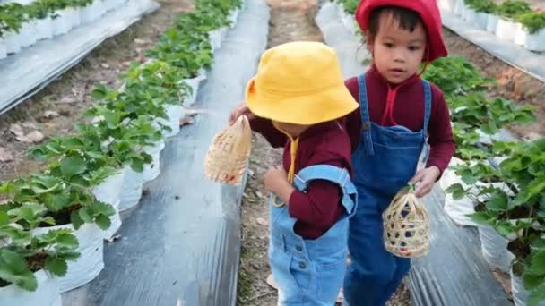 Adorável Criança Meninas Irmãos Estão Colhendo Vermelho Bagas Maduras Fazenda — Vídeo de Stock