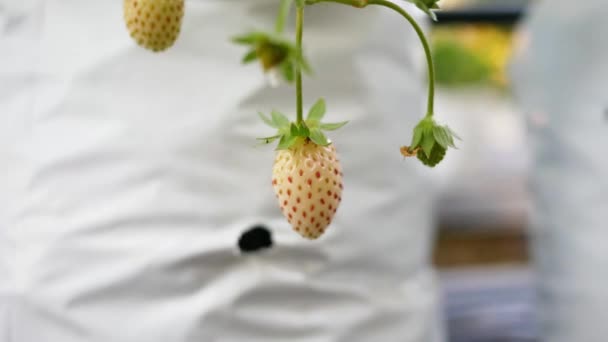 Close Strawberry Plant Unripe Strawberries Branch Garden Sunshine Day — Stock Video