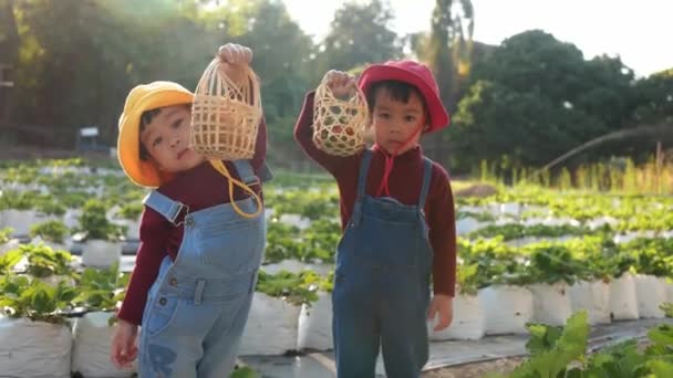 Adorable Child Girls Sibling Having Fun Organic Strawberry Farm Sunshine — Stock Video
