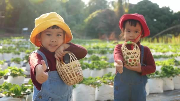 日光の日に有機イチゴ農場で楽しんでいる愛らしい子供の女の子の兄弟 家族と一緒に休日の子供のための屋外活動 — ストック動画