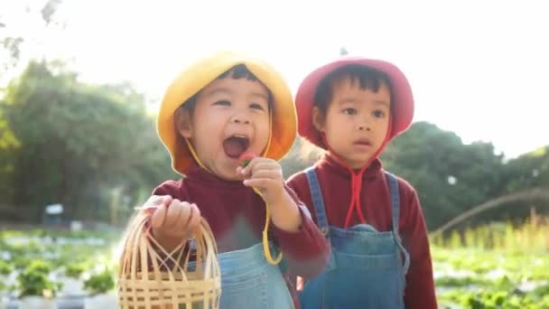 可爱的小女孩们在阳光灿烂的日子在有机草莓田里玩得很开心 与家人一起度假的儿童的户外活动 — 图库视频影像