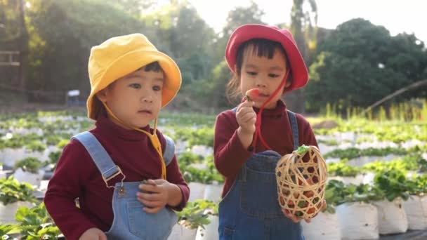 Adorable Niño Niñas Hermano Divirtiéndose Granja Fresas Orgánicas Día Del — Vídeo de stock