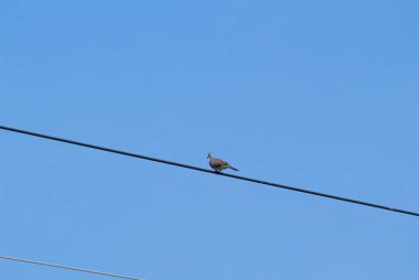Mavi gökyüzü arka planında elektrik kablosundaki kuş.