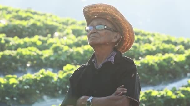 夕日を背景に有機イチゴ農場で腕を組んで立っている幸せなアジアの高齢者農家 — ストック動画