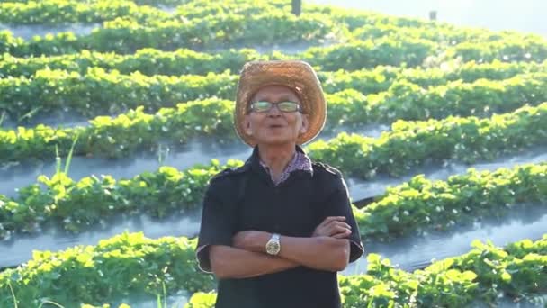在落日的背景下 站在有机草莓农场 快乐的资深亚洲农民抱着双臂站在那里 — 图库视频影像