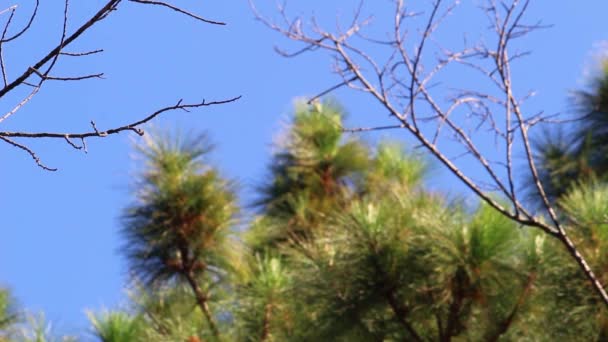 在明亮的天空背景上 松树的美丽景色和阳光 安宁和放松的概念 — 图库视频影像