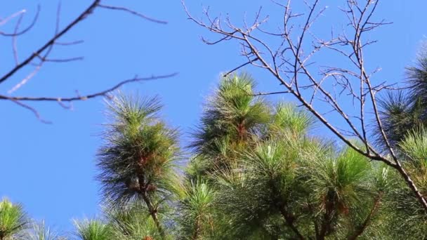 Het Prachtige Uitzicht Pijnbomen Zonlicht Een Heldere Hemelse Achtergrond Concepten — Stockvideo