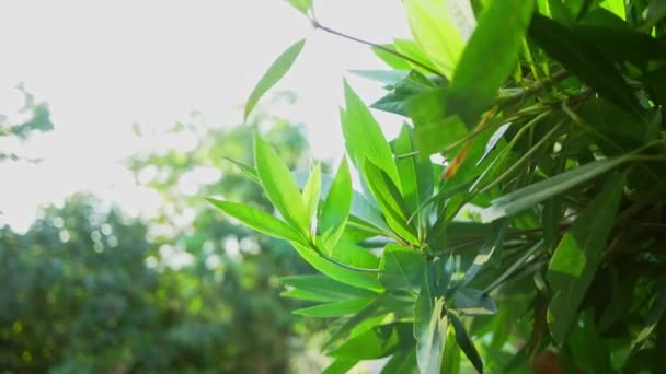 Přírodní Strom Listy Pohybovat Pomalu Houpal Větrem Dává Relaxační Romantický — Stock video