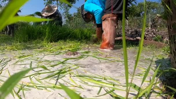 Gli Agricoltori Asiatici Raccolgono Tagliano Bambino Riso Essere Preparati Semina — Video Stock