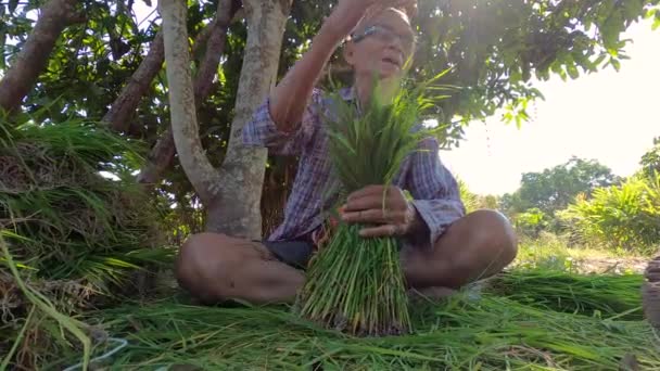 Agricoltore Anziano Asiatico Raccogliere Bambino Riso Mano Fascio Con Foglio — Video Stock