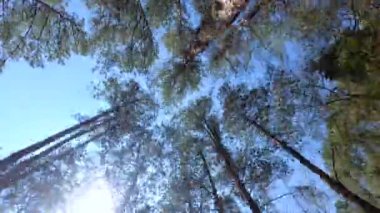 Yazın güneşli bir günde mavi gökyüzü olan uzun çam ağaçlarının zaman eğrisi.