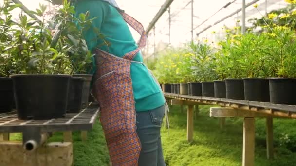 Ung Kvinnlig Trädgårdsmästare Skär Torra Blad Plantan Grön Växt Kruka — Stockvideo