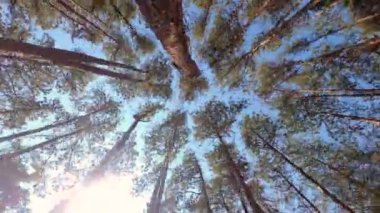 Yazın güneşli bir günde mavi gökyüzü olan uzun çam ağaçlarının zaman eğrisi.