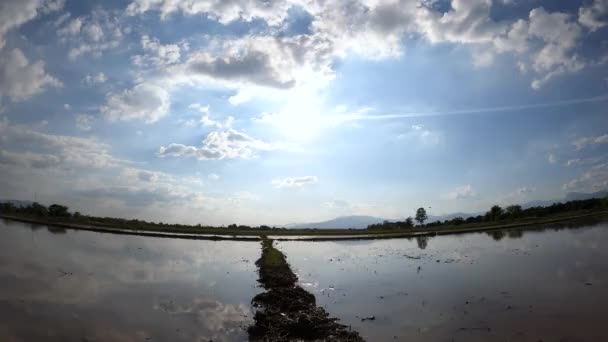 Tempo Lapso Céu Azul Com Nuvens Campo Arroz Livre Agricultura — Vídeo de Stock