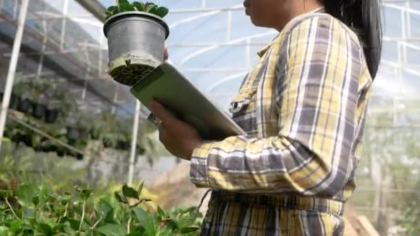 Asiatische Junge Bäuerin Mit Digitalem Tablet Gewächshaus Landwirt Arbeitete Mit — Stockvideo