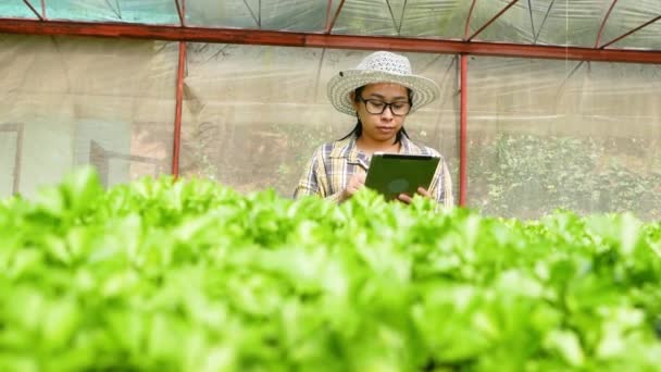 Azjatycka Młoda Rolniczka Używająca Tabletek Sałatce Warzywnej Szklarni Rolnik Korzystający — Wideo stockowe