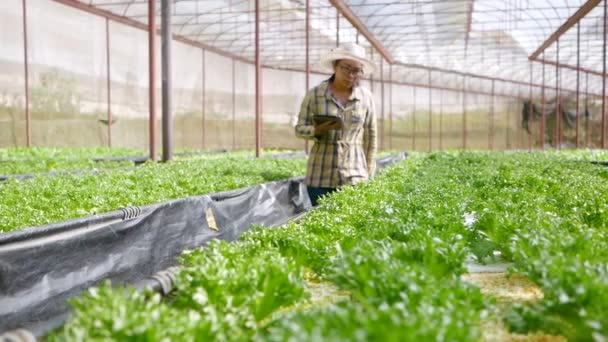亚洲女农民在温室的有机蔬菜沙拉中使用石碑 农民使用平板电脑在农业领域工作 — 图库视频影像