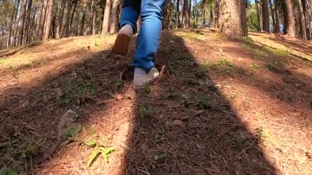 夏時間の松林の中を歩く若い女性旅行者の足を閉じます ライフスタイルハイキングのコンセプト — ストック動画